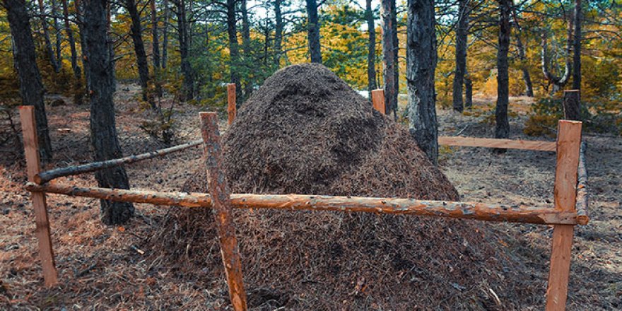 Görünce gözlerine inanamadılar, hemen koruma altına alındı