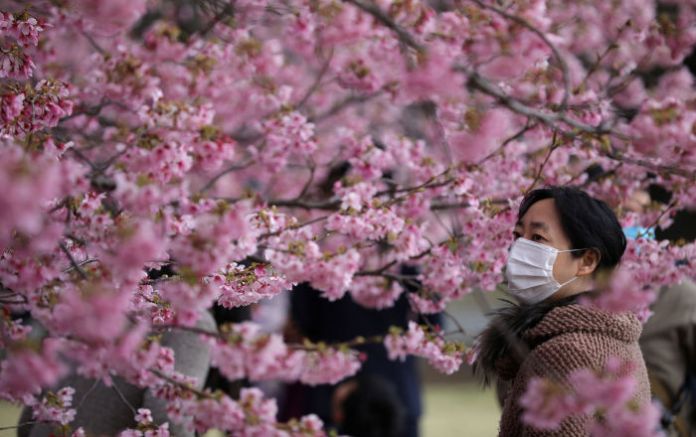 Tokyo’da kiraz çiçekleri hiç olmadığı kadar erken açıldı