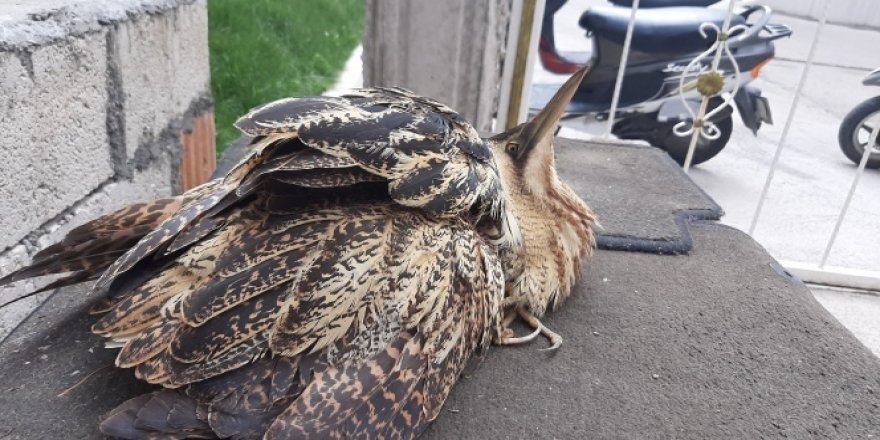 Nesli tükenmekte olan kuş Adıyaman'da görüldü
