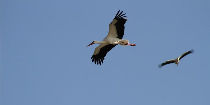 Beyşehir'deki 'Leylekler Vadisi' ilkbaharda şenlendi