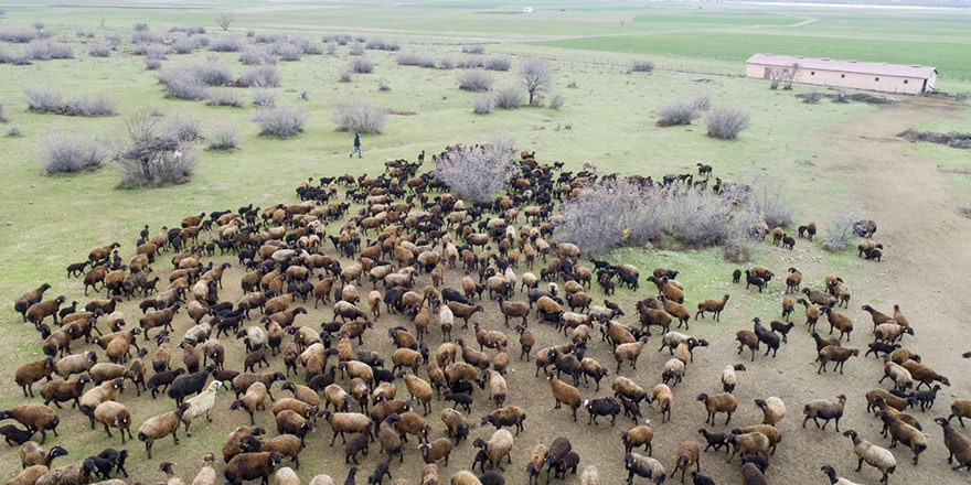 Süt kuzularının anneleriyle buluşması renkli görüntüler oluşturdu