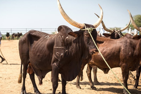 Çad, Angola’ya borcuna karşılık 75 bin baş sığır gönderecek