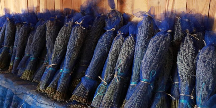 Koronavirüse karşı tıbbi aromatik bitkiler