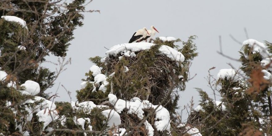 Leyleklere ilkbaharda 'kar' sürprizi