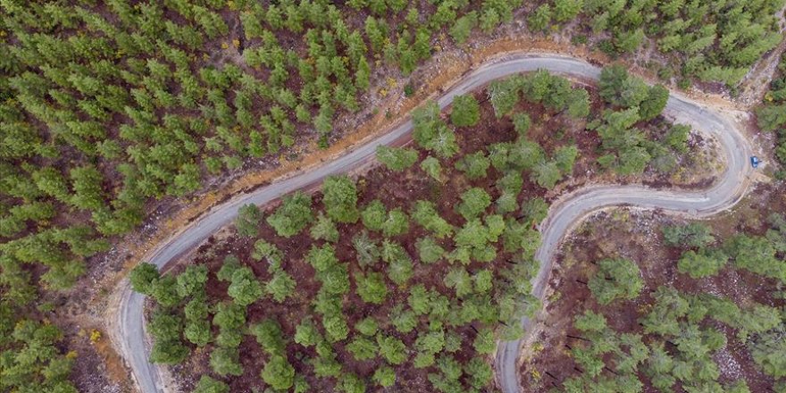 Orman Genel Müdürlüğünün Akdeniz Ormanları Projesi dünyada ilk 5'te