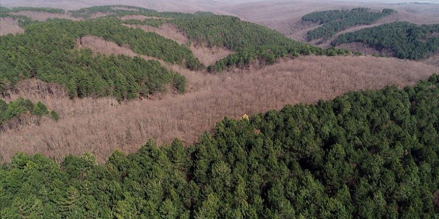 Tıbbi ve aromatik bitkiler ülke ekonomisine de yaradı