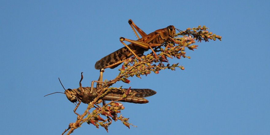 Afrika'dan gelen çöl çekirgeleri 25 milyon insanı tehdit ediyor