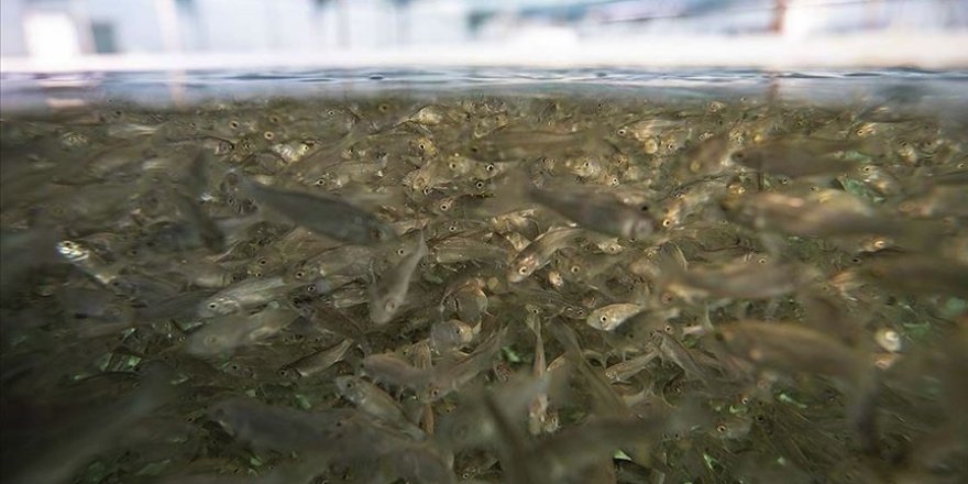 Su ürünlerinde 2023 hedefi 2 milyar dolarlık ihracat