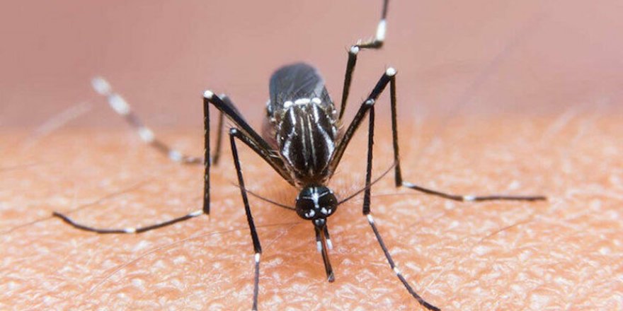 Koronavirüs sivrisinek yoluyla bulaşmaz
