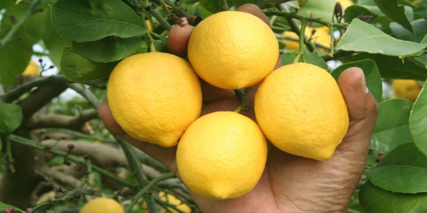 Koronavirüs limona talebi artırdı