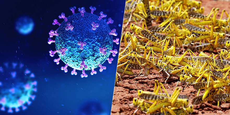 Diyanet cevap verdi: Koronavirüs ve çekirge istilası kıyamet alameti mi?