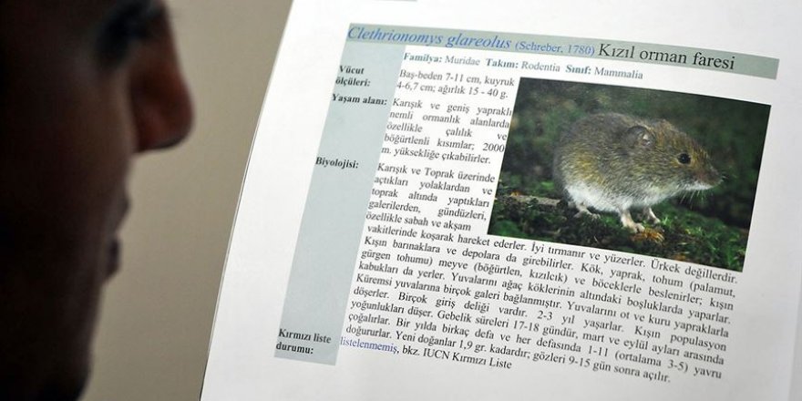 Çin'de 'hantavirüs'ten bir kişinin ölmesi salgın endişesine neden oldu