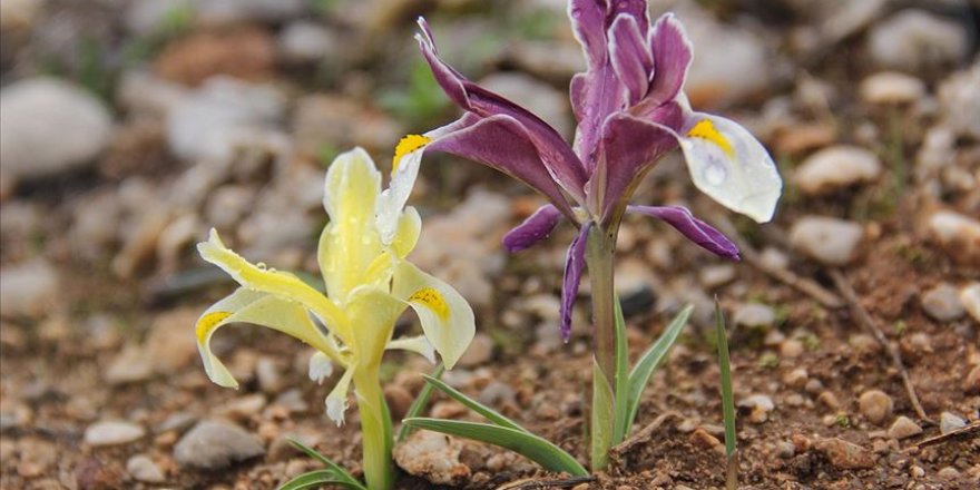 Göz alıcı Munzur Vadisi bahar çiçekleriyle süslendi