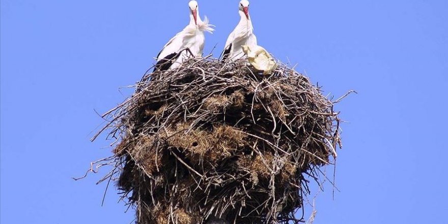 Minarenin alemindeki yuva 40 yıldır leyleklere ev sahipliği yapıyor
