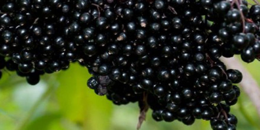 Koronavirüse karşı kara mürver! Kara mürver nedir? Faydaları nelerdir?