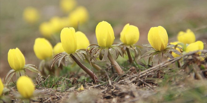 Baharın habercisi kar çiçeklerinin göz alıcı güzelliği