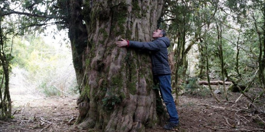 Tevafuken bulunan 2 bin 500 yıllık ağaç asırlara meydana okuyor
