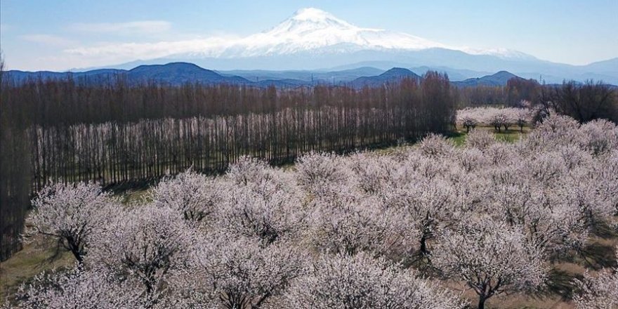 Kayısı bahçeleri 'beyaz gelinliği' ile ziyaretçilerini etkiliyor
