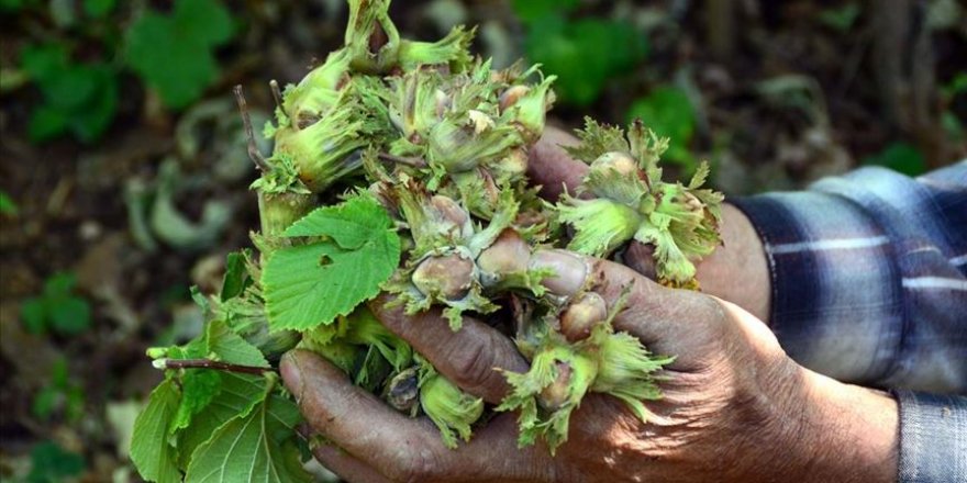 Fındıkta 59 bin sigorta poliçesi oluşturuldu