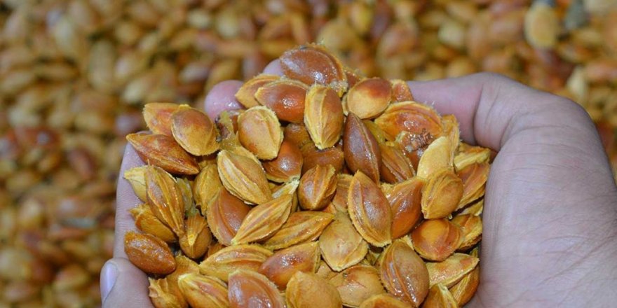 Çin'de kayısı çekirdeğinin Coronavirus tedavisindeki etkileri araştırılıyor