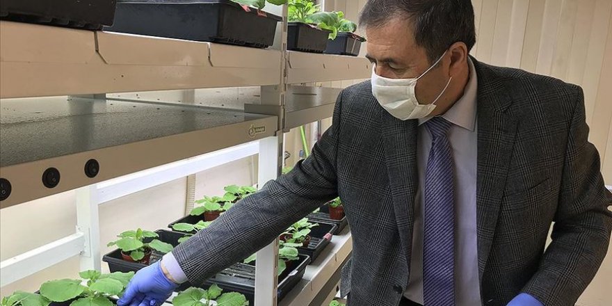 Yeşil bitki ile koronavirüs aşısı çalışması sürüyor