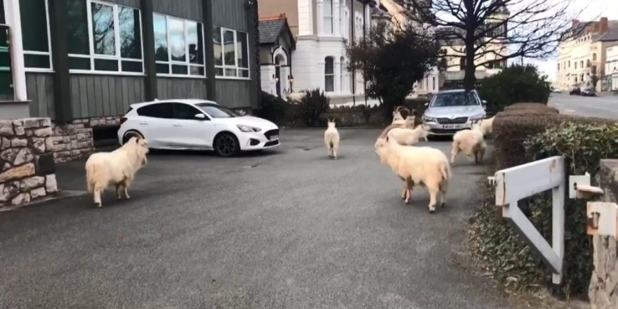 Koronavirüs nedeniyle boş kalan sokakları yabani keçileri bastı