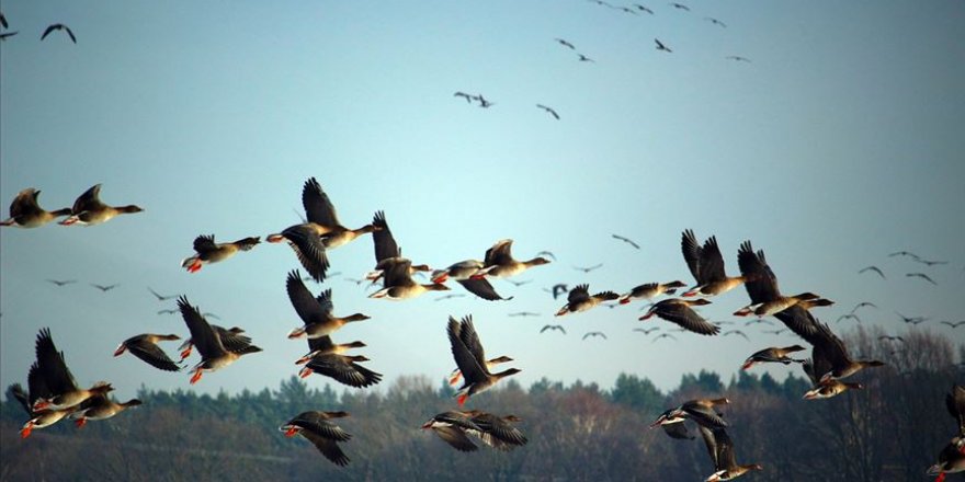 Trump yönetiminin yasa değişikliği milyarlarca kuşun ölümüne neden olabilir