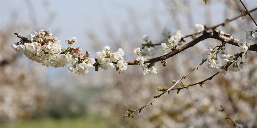 Beyaza bürünen kiraz bahçeleri üreticileri umutlandırdı