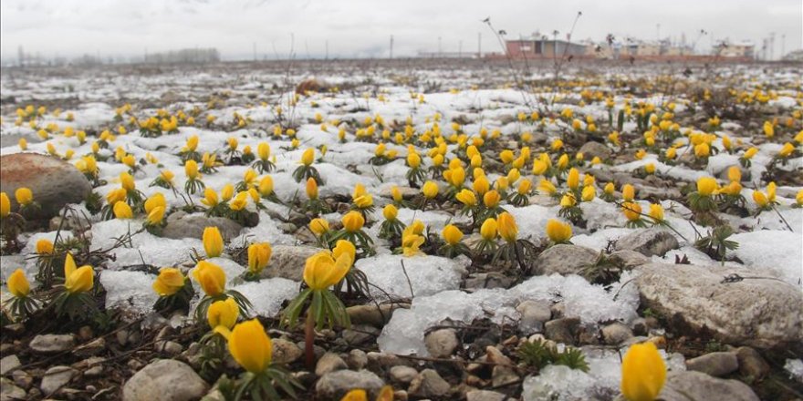 Baharda yağdırılan kar Ovacık'a güzellik kattı