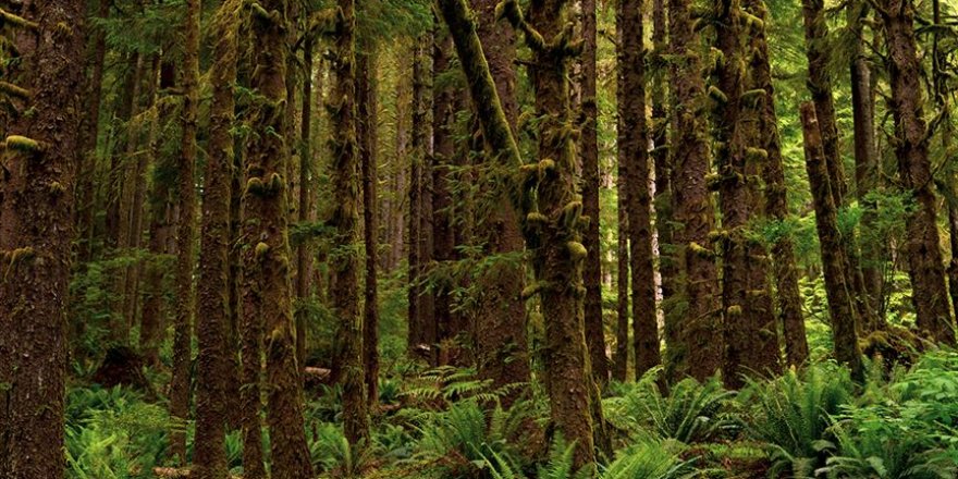 Antarktika'da 90 milyon yıl önce yağmur ormanı olduğuna dair kanıt bulundu