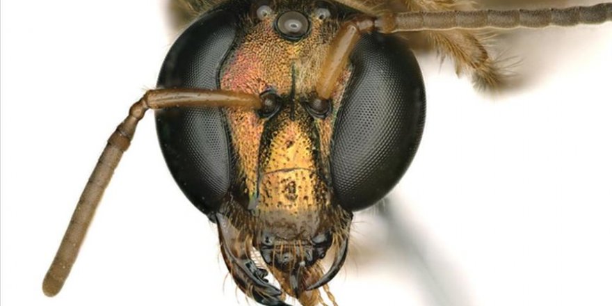 Yarısı erkek yarısı dişi bir arı keşfedildi