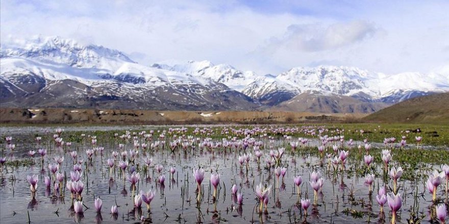 Baharın müjdecisi kardelenler tefekküre çağırıyor