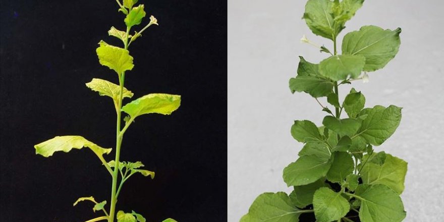 İzmir Yüksek Teknoloji Enstitüsü koronavirüse karşı aşı çalışması başlattı