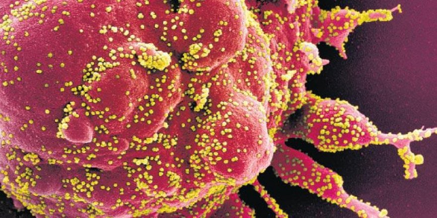 Coronavirus’ün doğal kökenli olduğundan eminiz