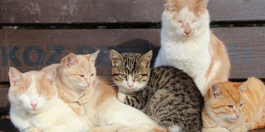 Tarım ve Orman Bakanlığı sokak hayvanları için harekete geçti