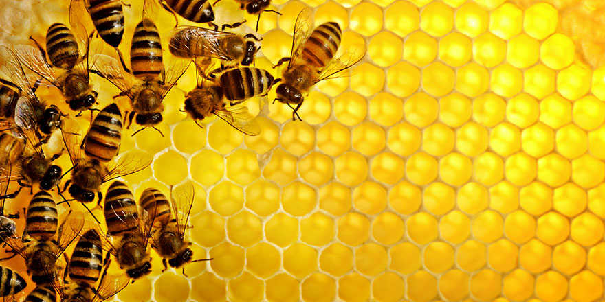 Kainat eczanesinden bal arısı zehri kanser hücrelerine şifa oluyor