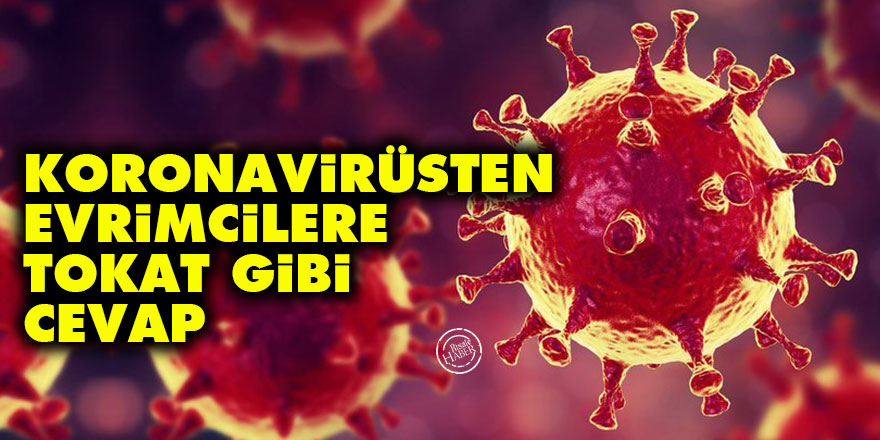 Koronavirüsten evrimcilere tokat gibi cevap