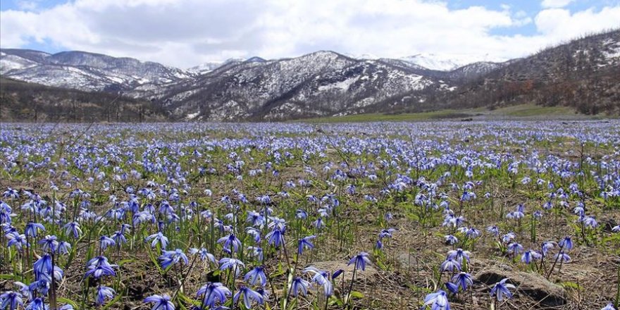 Ovacık'ta mavi kardelenler göz alıcı güzellikleriyle doğaya renk kattı