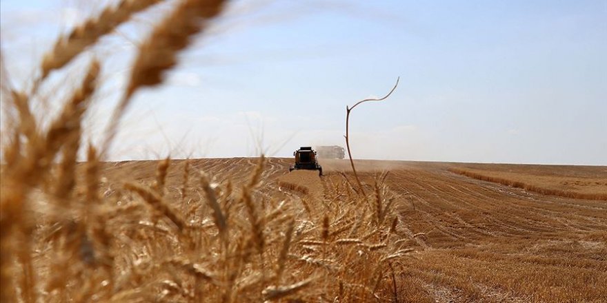 Yazlık ekim yapılabilecek 21 ilde tohumun yüzde 75'i hibe olarak verilecek