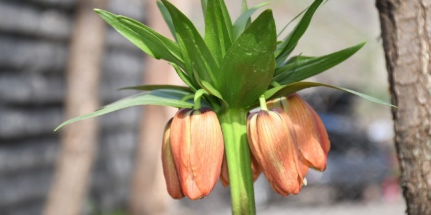 Güneş yüzünü gösterdi ters laleler çiçek açtı