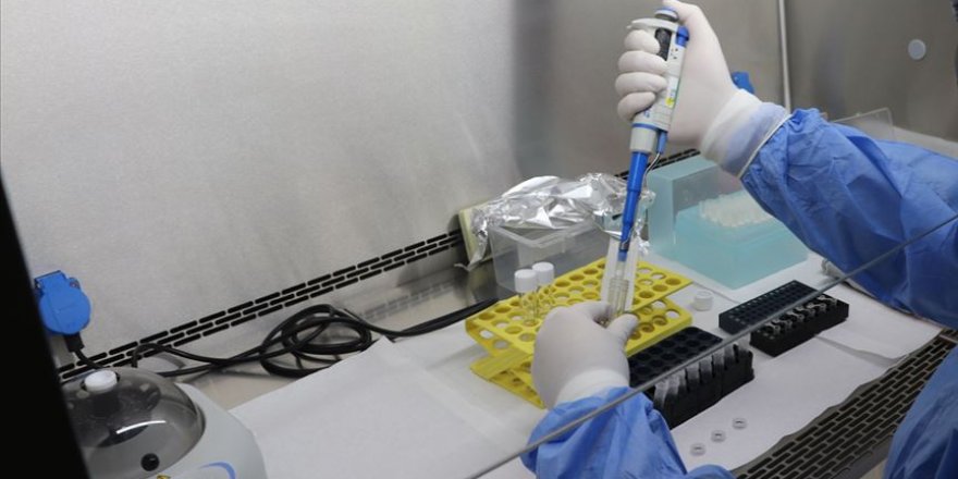 Çin'de somatik hücre nükleer transfer yöntemiyle bir orman kedisi klonlandı