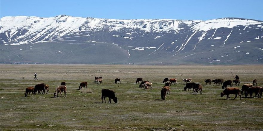 Besiciler 'mera sevinci' yaşıyor