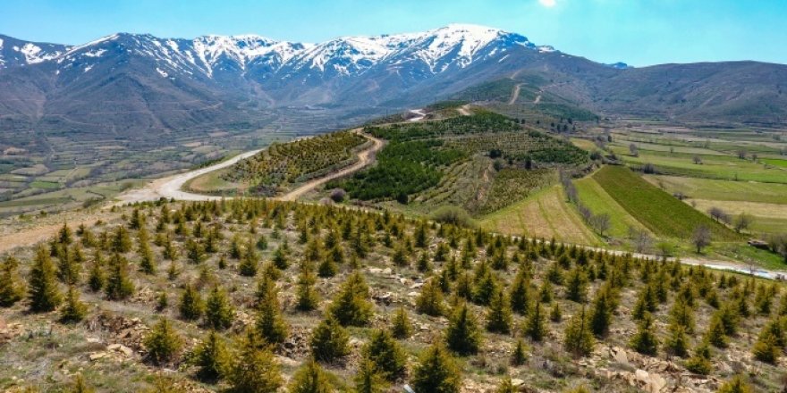 İzmir'e 10 yılda 28 milyon adet fidan