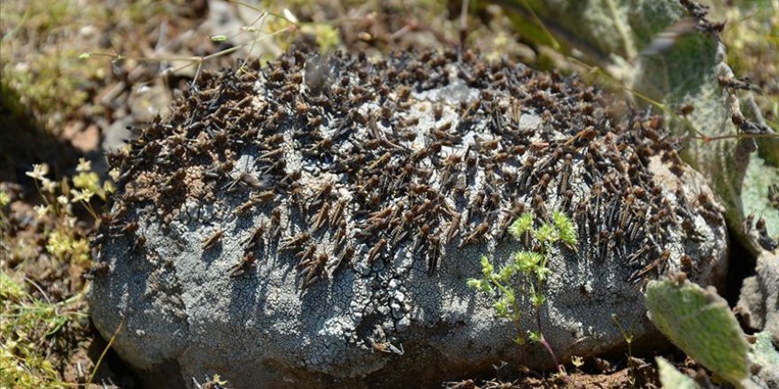 Etiyopya'da çekirge istilası nedeniyle 1 milyon kişi açlıkla karşı karşıya
