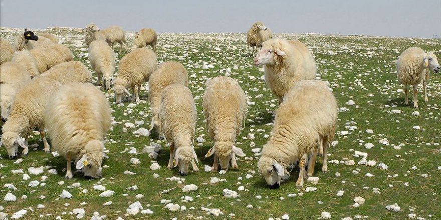 Çoban desteği bugün ödenecek
