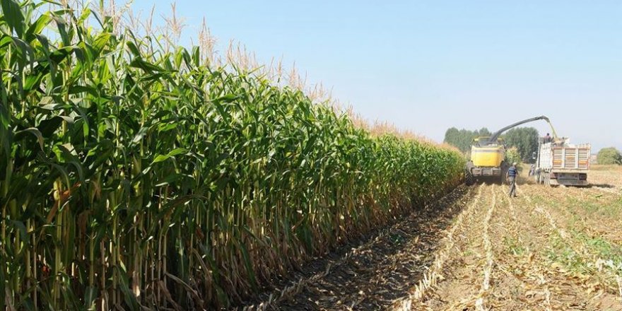 Yeni geliştirilen silajlık mısır ekonomiye 100 milyon lira katkı sağlayacak