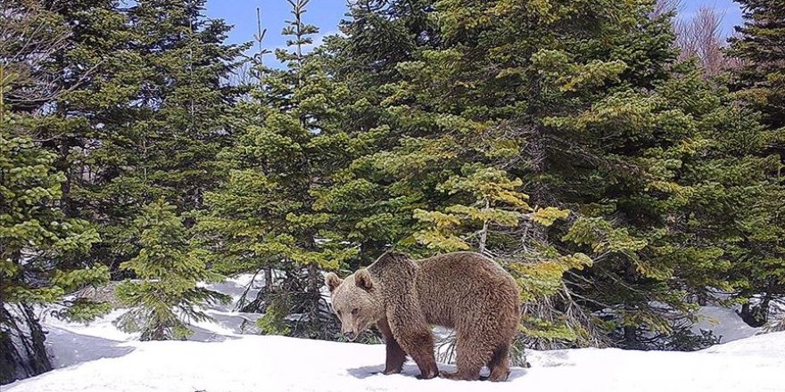 Uludağ Milli Parkı'nda yaban hayatı fotokapanla görüntülendi