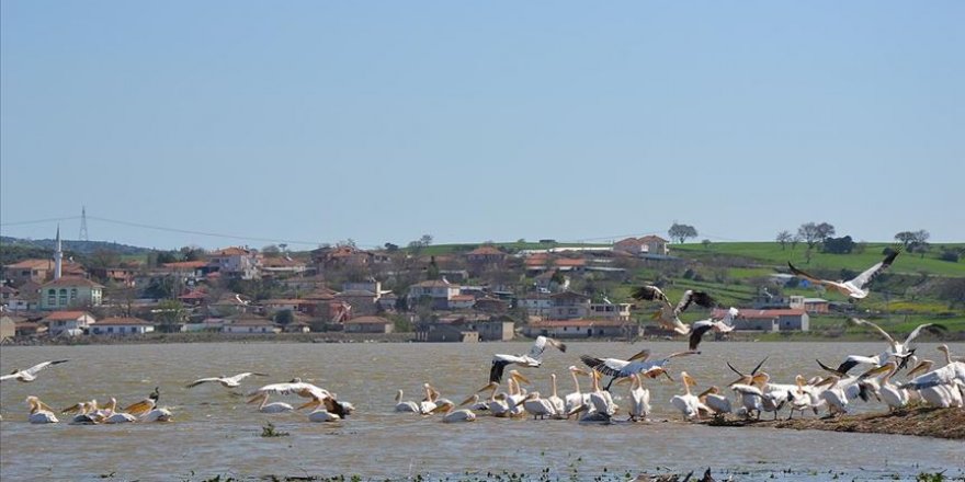 Ayıtdere Göleti pelikanların uğrak yeri oldu