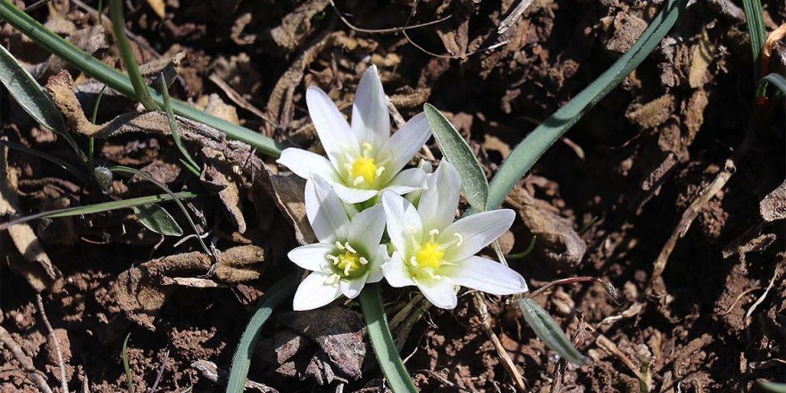 Bolu'daki yaylalarda 'renk cümbüşü' yaşanıyor