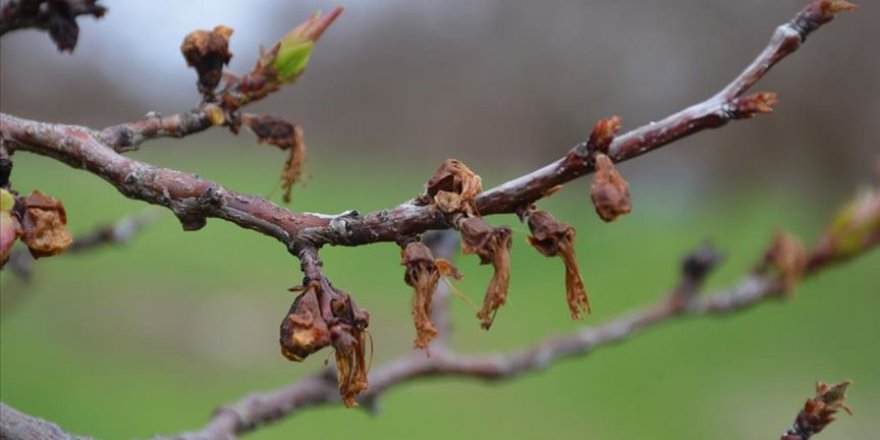 Kayısı üreticilerine 'monilya' ve 'polen yıkanması' hastalığı uyarısı